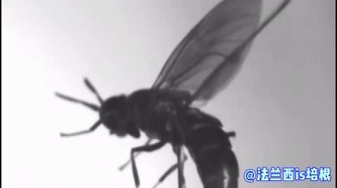 收走蚊子的作案工具,没收蚊子的工具