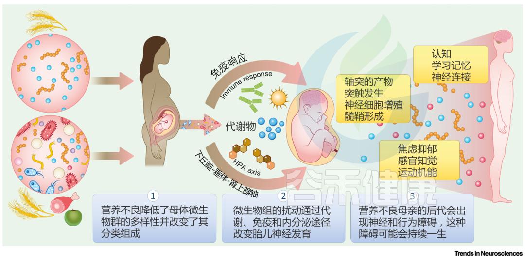 生命早期营养不良和微生物群影响大脑发育和行为