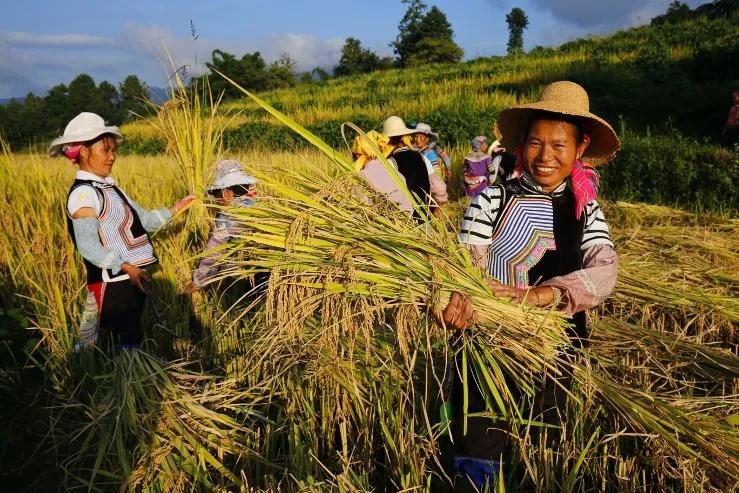 阿里巴巴振兴乡村经济,阿里巴巴在浙江参与乡村振兴计划
