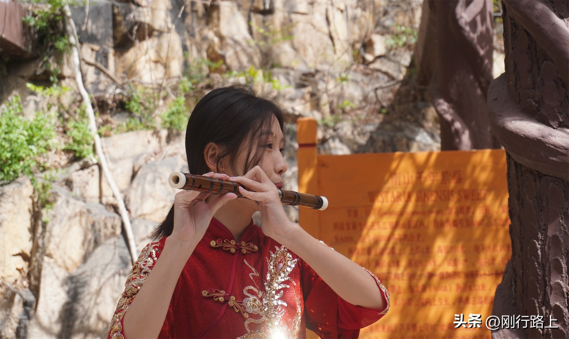 南山千年紫藤怎么走,南山千年紫藤观赏