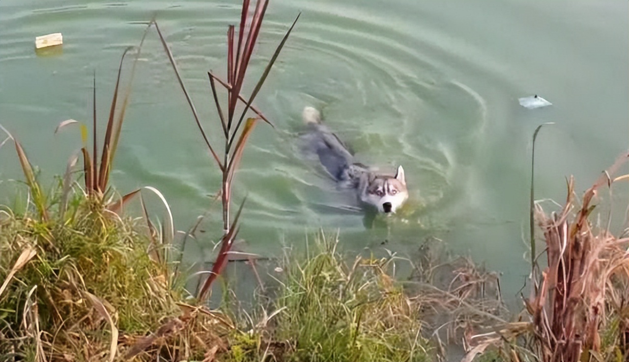 新疆姑娘回家被狼群包围,新疆姑娘遇到狼群
