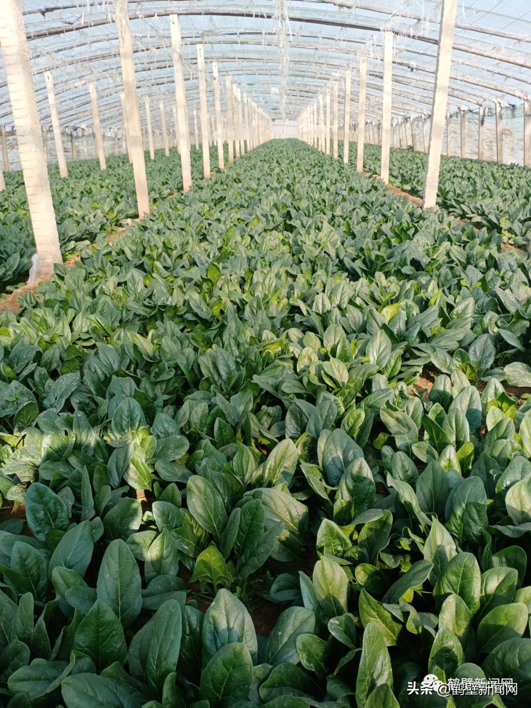 厉害了！鹤壁这个村种菜种出“国家级”名片