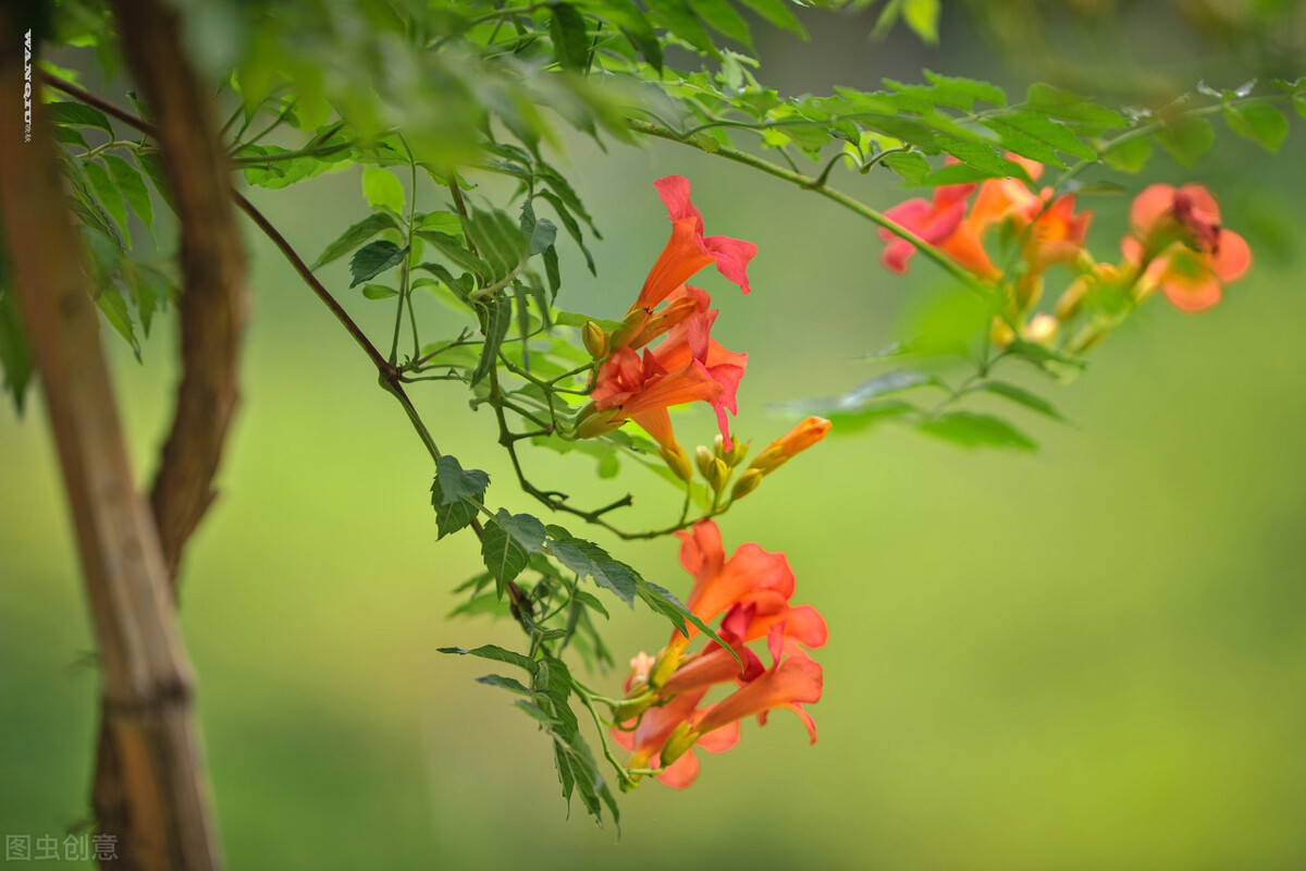 谁言寸草心报得三春晖的解释,谁言寸草心报得三春晖什么意思