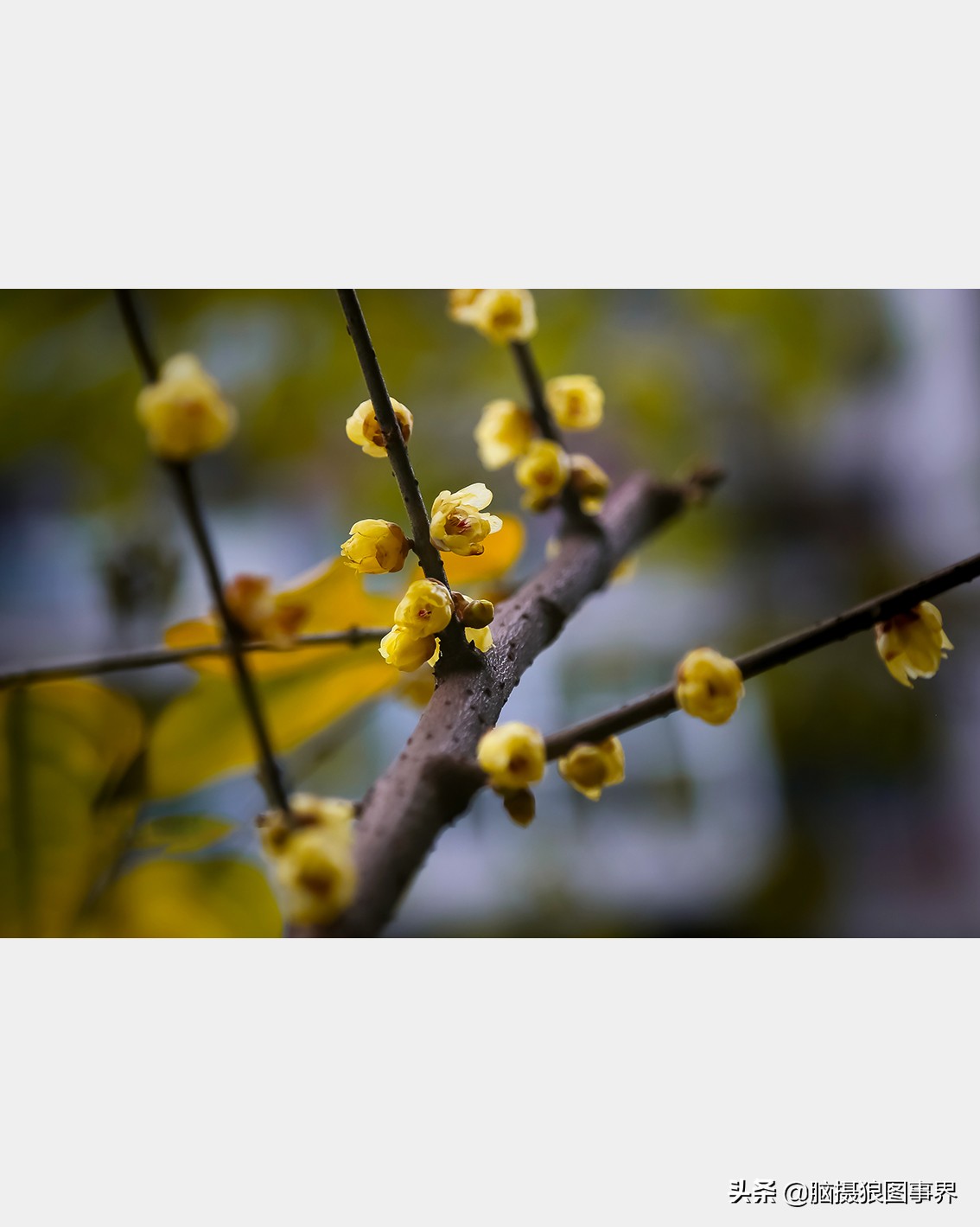教你几个拍摄腊梅的摄影技巧干货,腊梅花怎样拍照好看