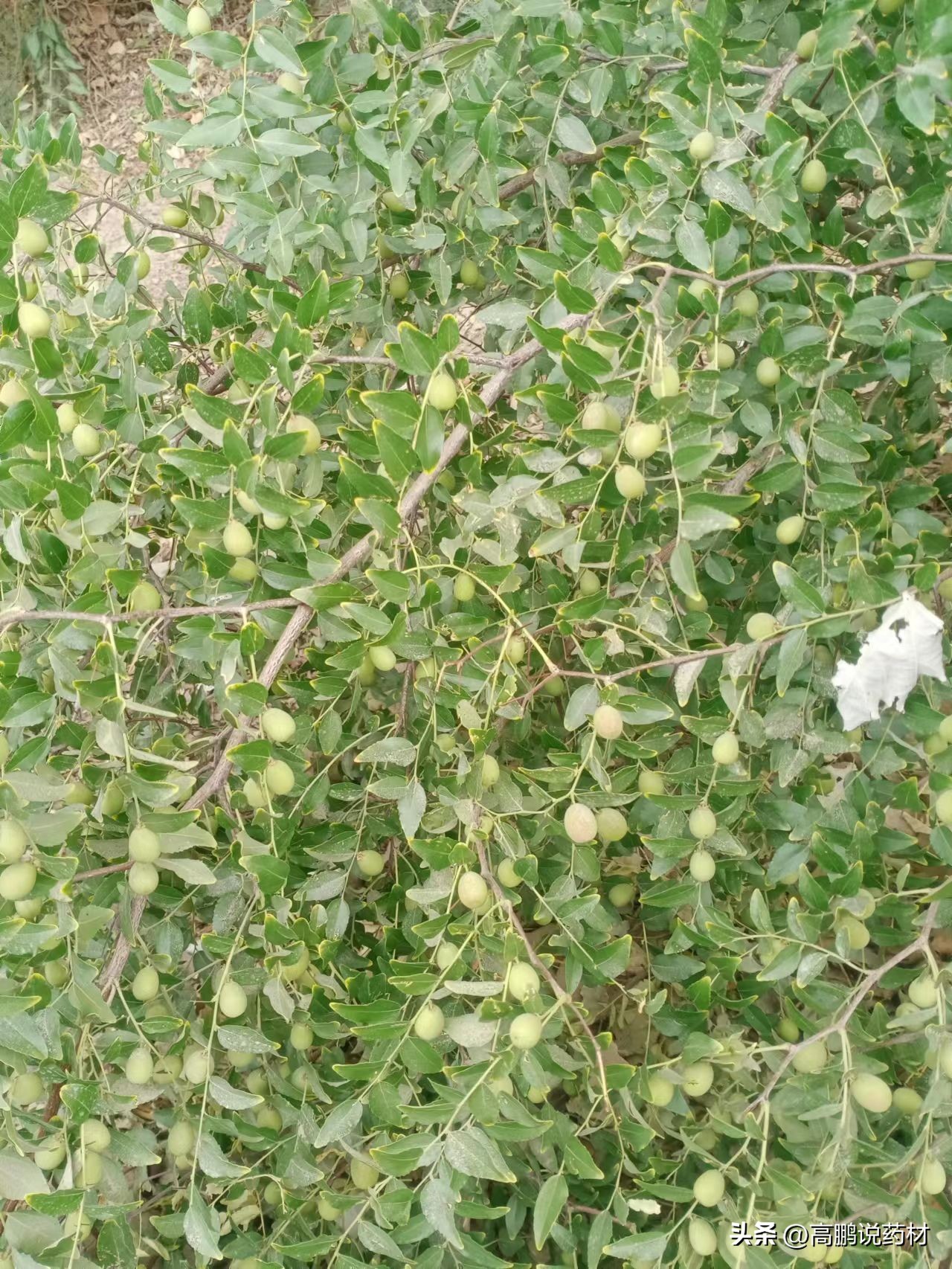 酸枣仁为什么不能大量种植,酸枣仁的种植与前景
