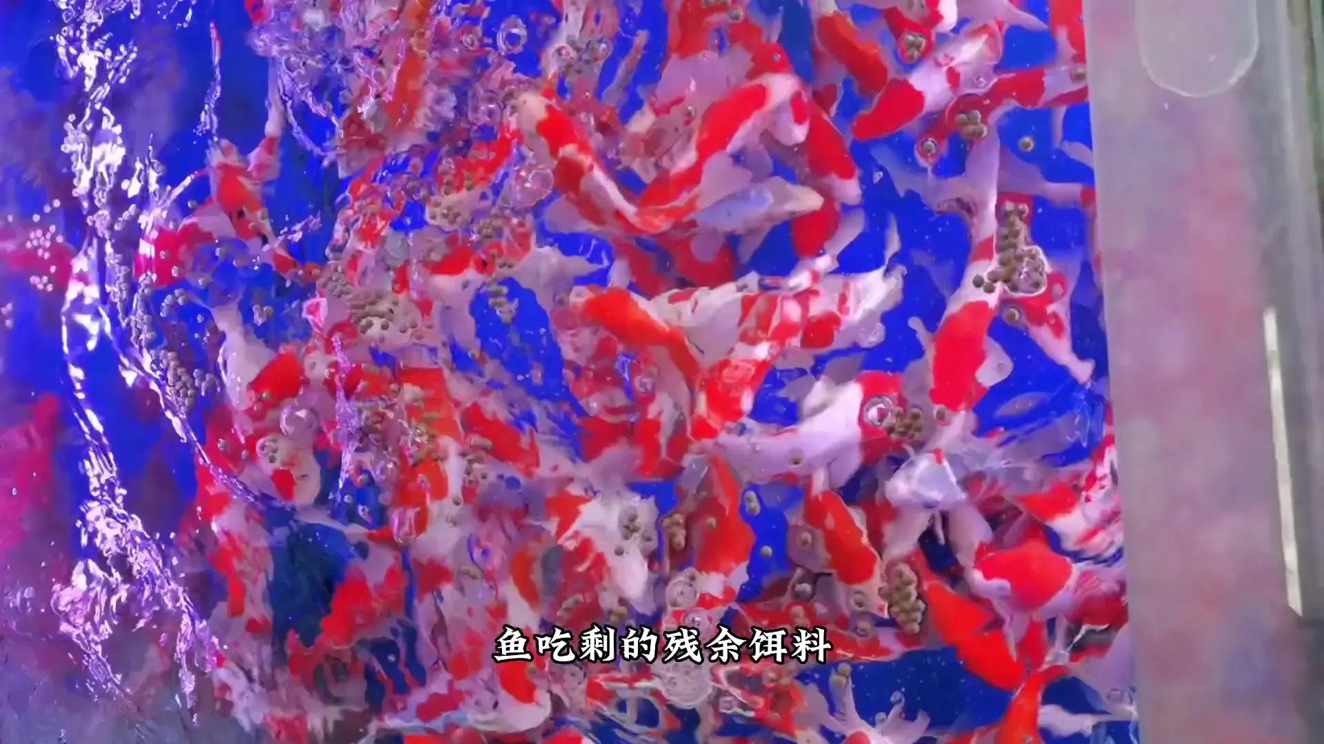 鱼缸水浑浊有腥臭味几天换一次水,鱼缸里的水特别腥正常吗