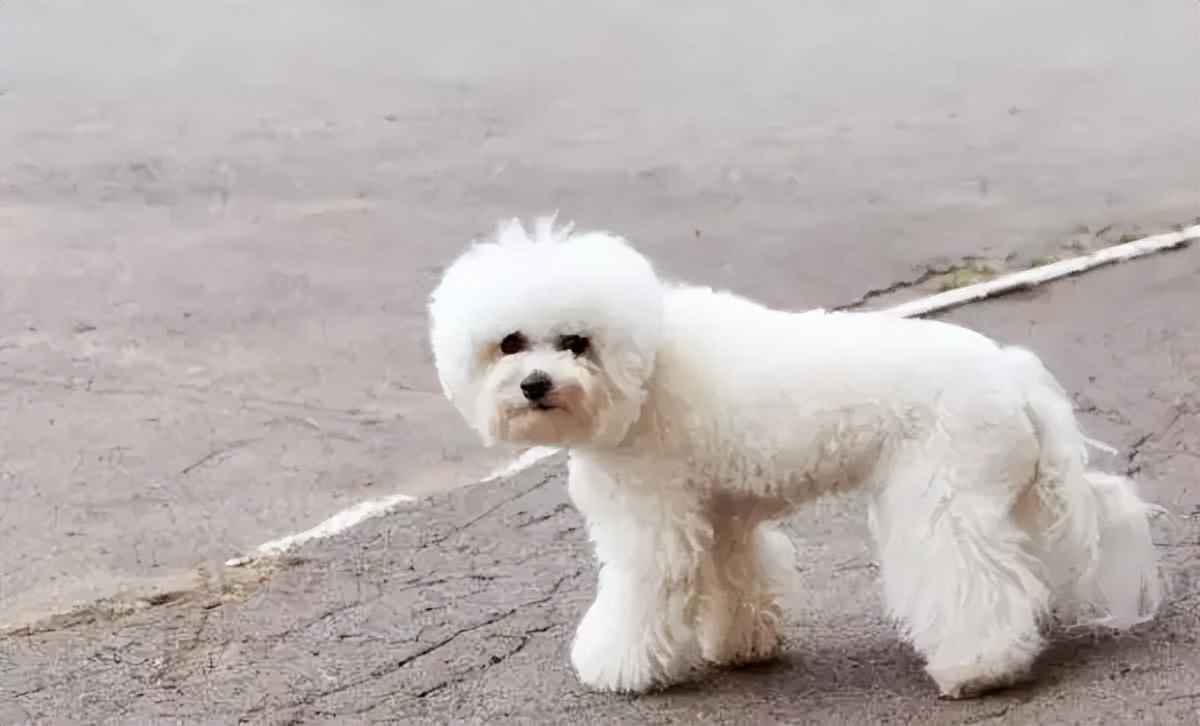 比熊怎么挑狗粮,比熊怎么挑才健康