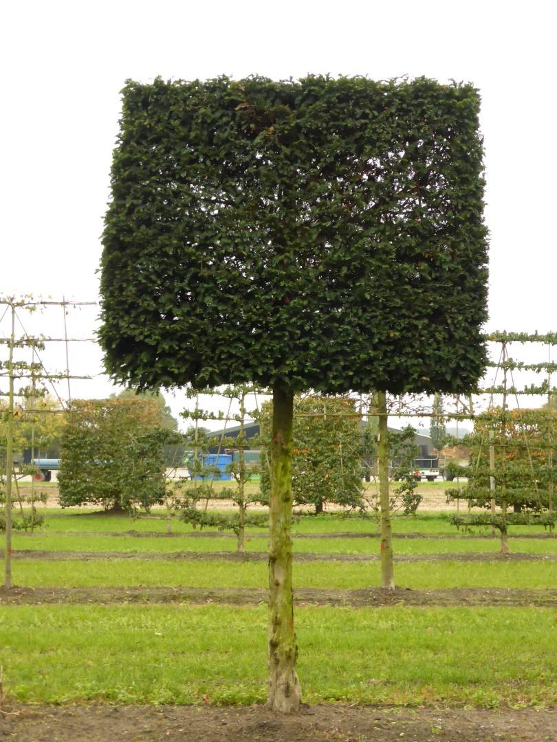 红豆杉暴跌,红豆杉滞销血本无归