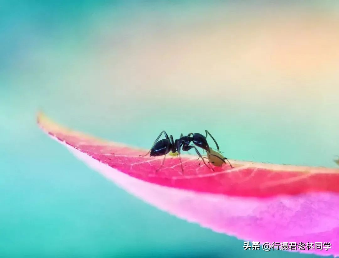 手机拍照和手机摄影的区别,手机拍照摄影基础知识入门