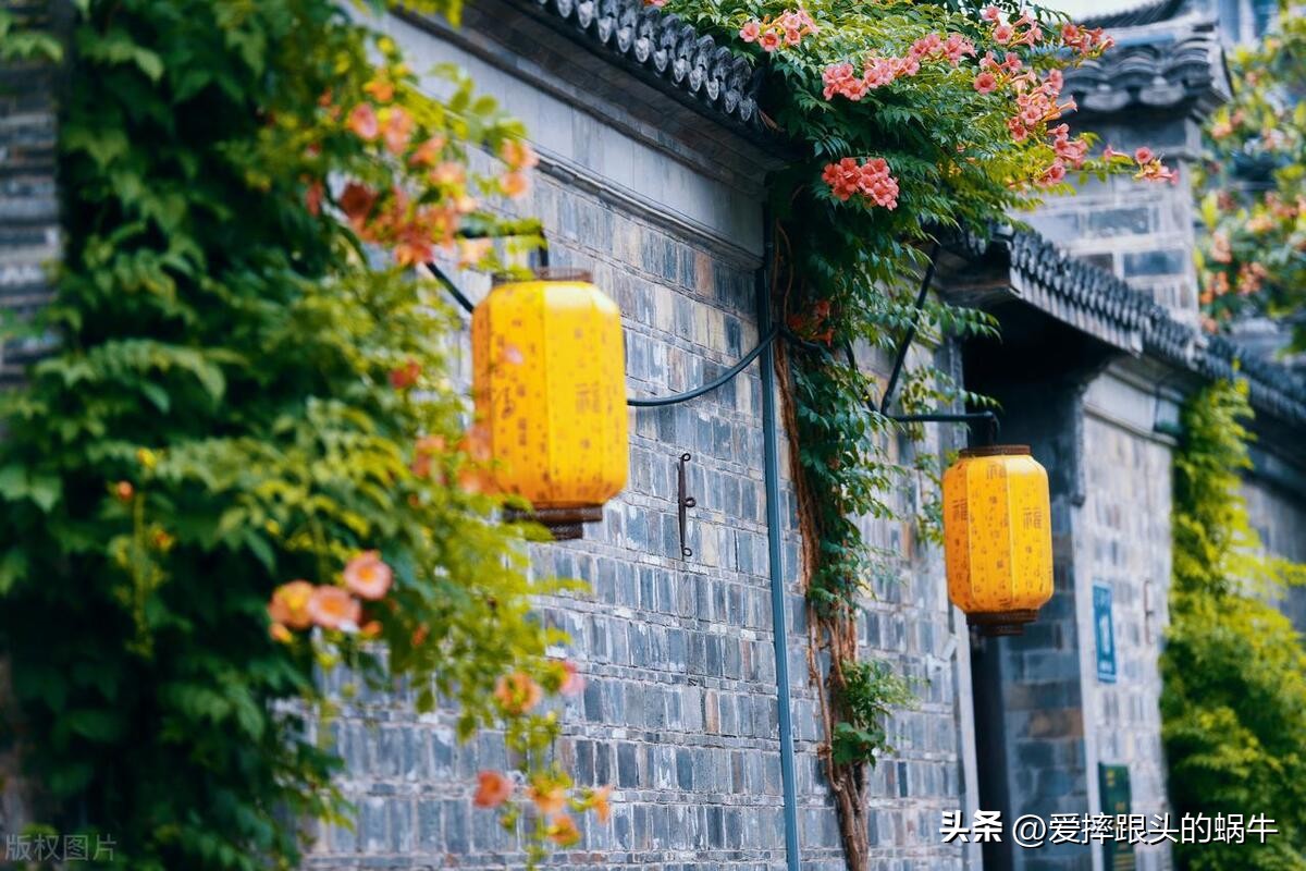 夏日里盛开的凌霄花,绚烂开放的凌霄花