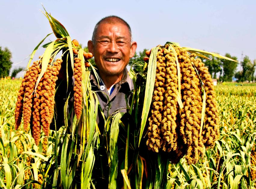 各种豆类杂粮大全,五谷杂粮中的豆类有哪些