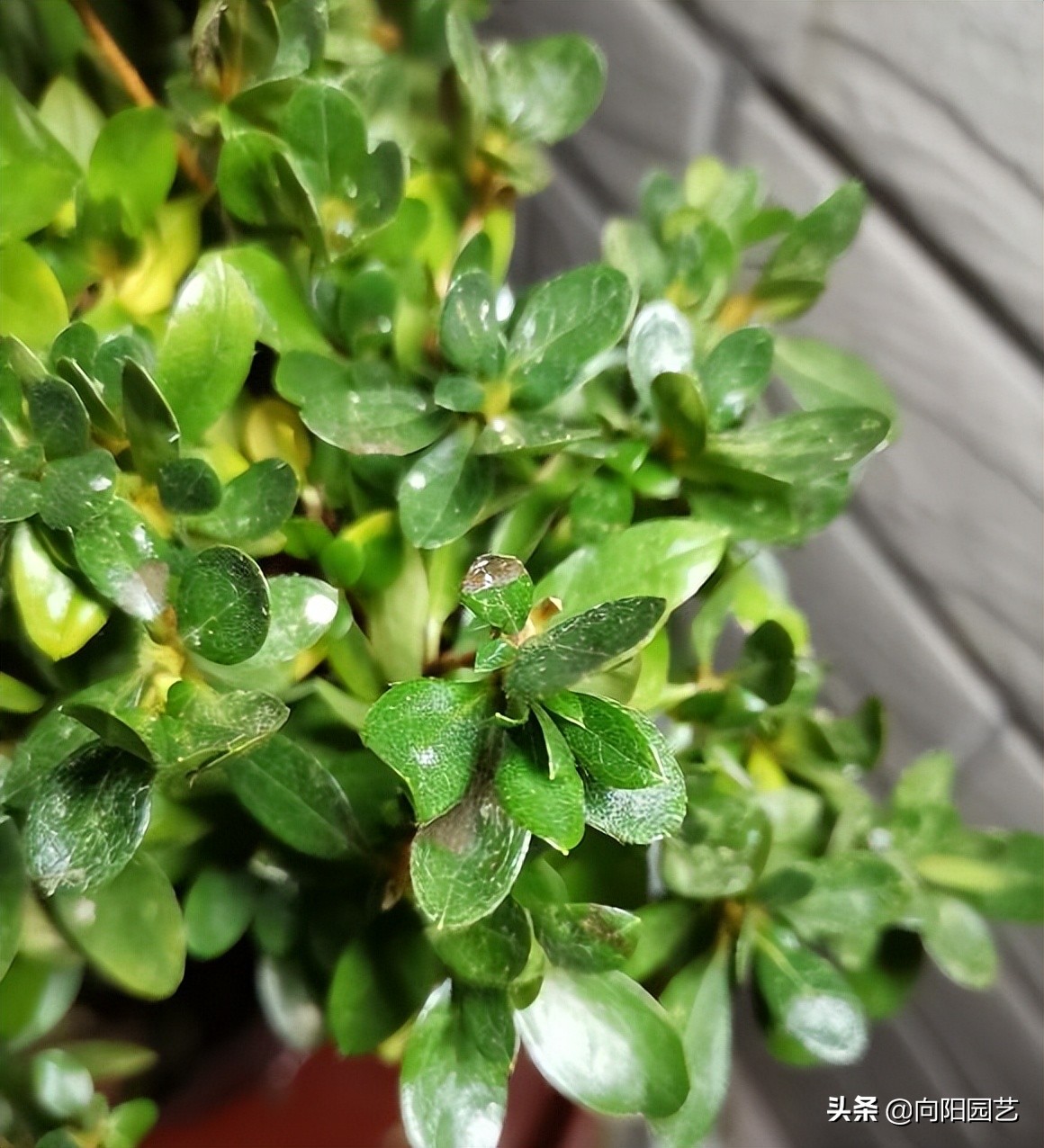 西洋杜鹃叶子黄了怎么办,皋月杜鹃叶子黄怎么办