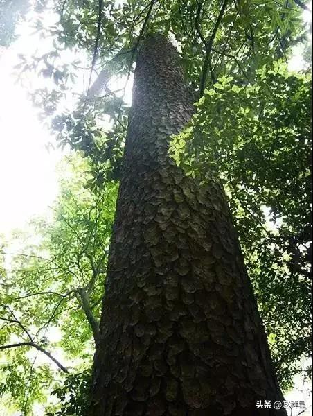 一个彩色的梦,一个深刻的梦