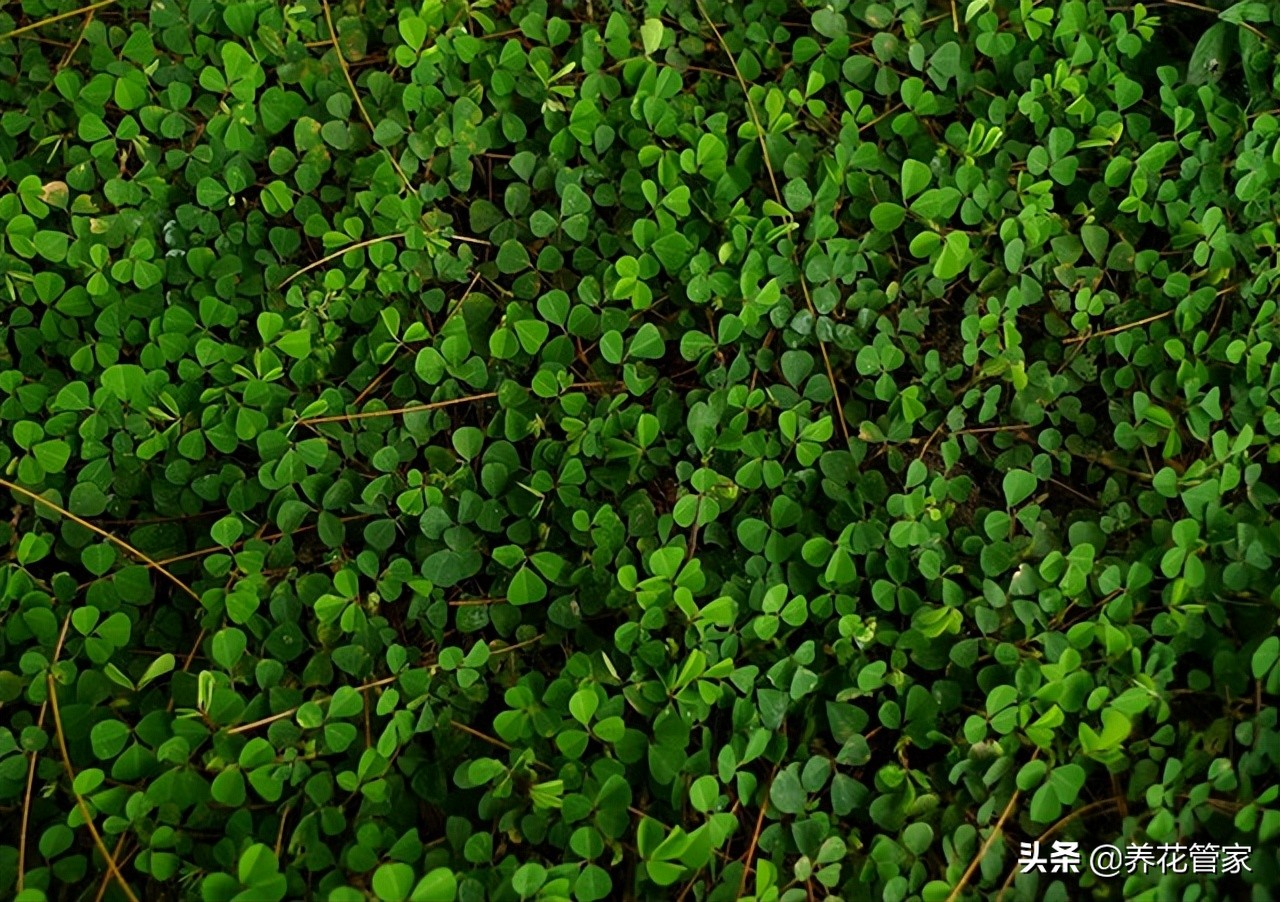 草坪哪种品种好,仿真草坪好还是种草坪好