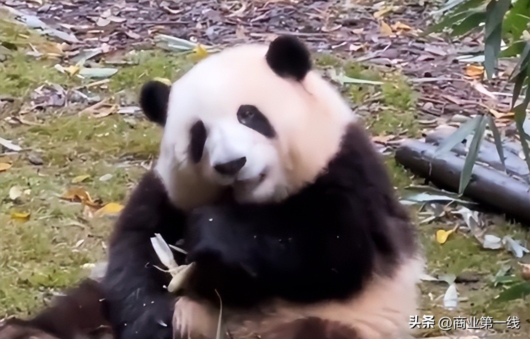 熊猫届女顶流！“熊猫和花”已被注册商标：被夺笋后爆红
