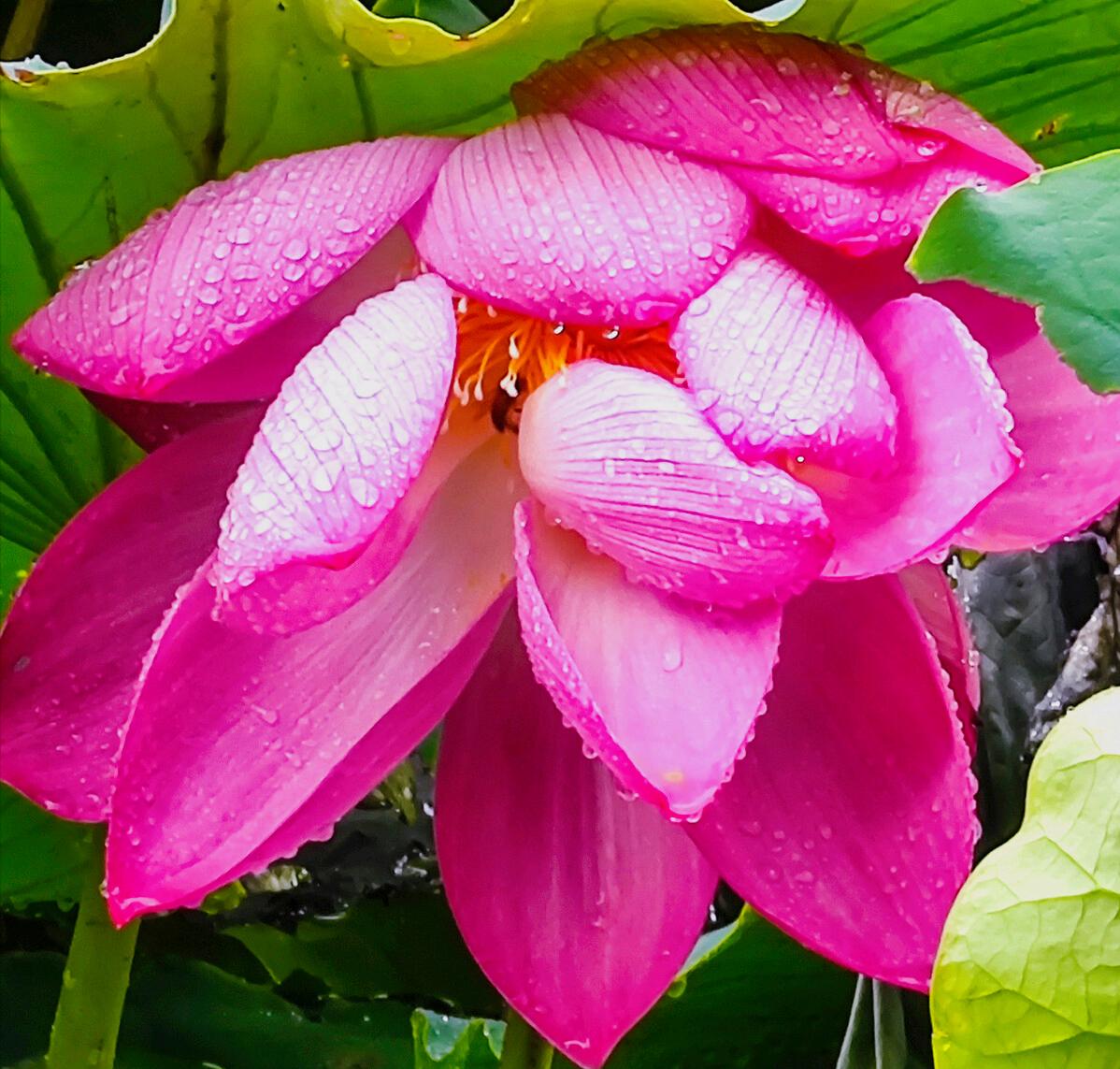 一花一惊艳，爱在夏花中，荷花别样红，莲叶无穷碧，弄花香满衣