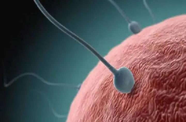 男人不孕不育人工授精,老公不育妻子人工授精