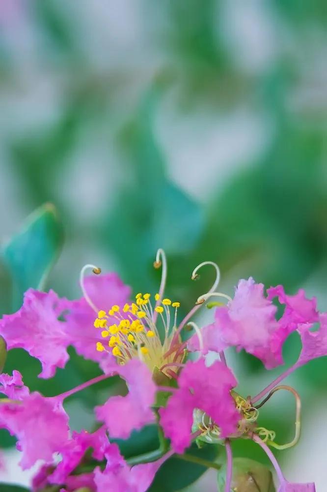 紫薇花壁纸高清全屏,唯美紫壁纸