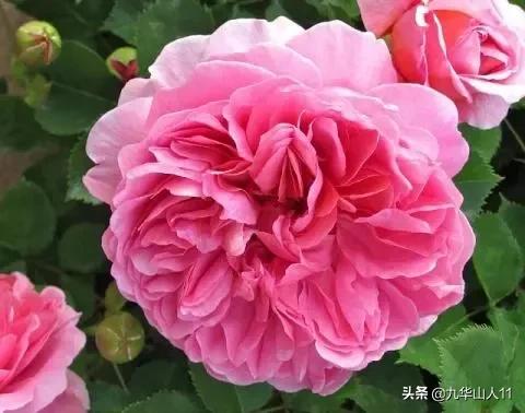 大花浓香勤花的月季品种,大花月季品种介绍大全图片及价格