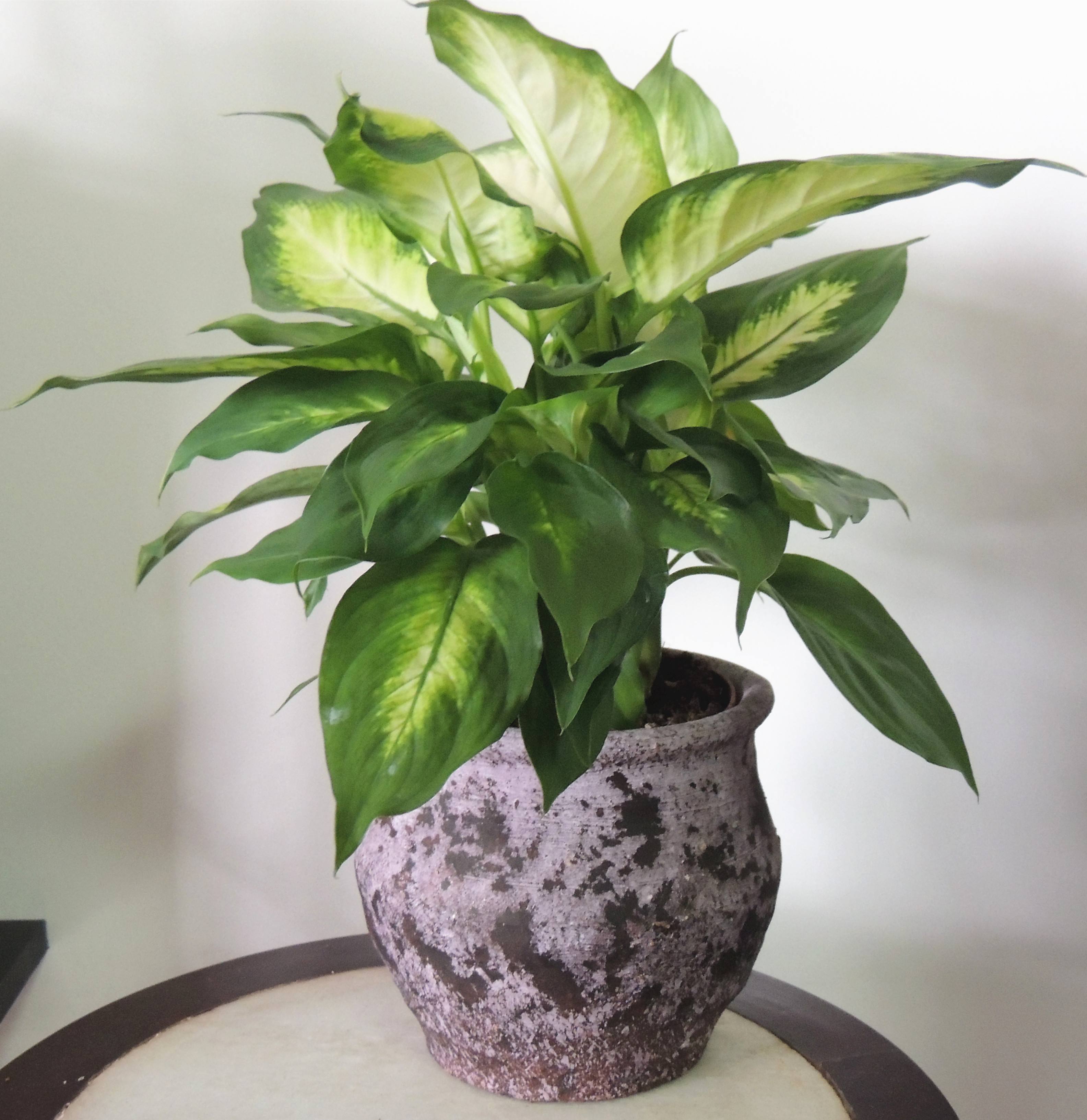 养什么花吸收废气最好,家里好养又可以除烟味的花