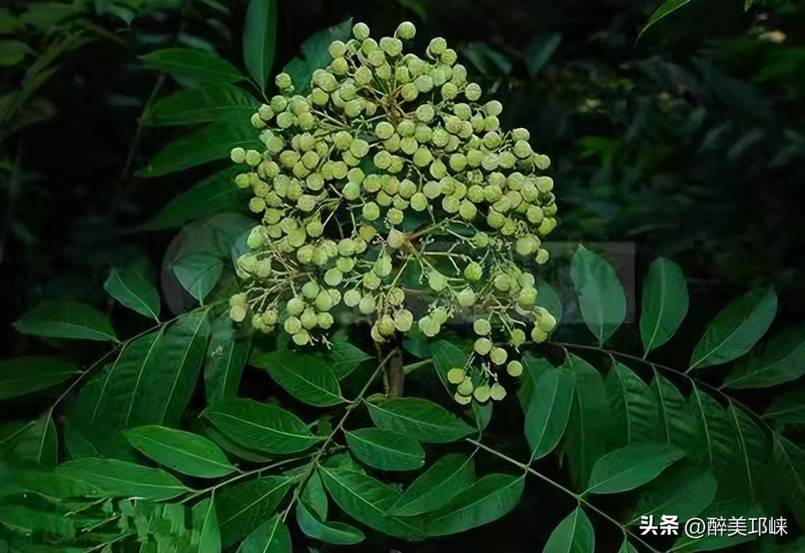 邛崃市级以上个人荣誉有哪些,邛崃市级以上荣誉称号有哪些