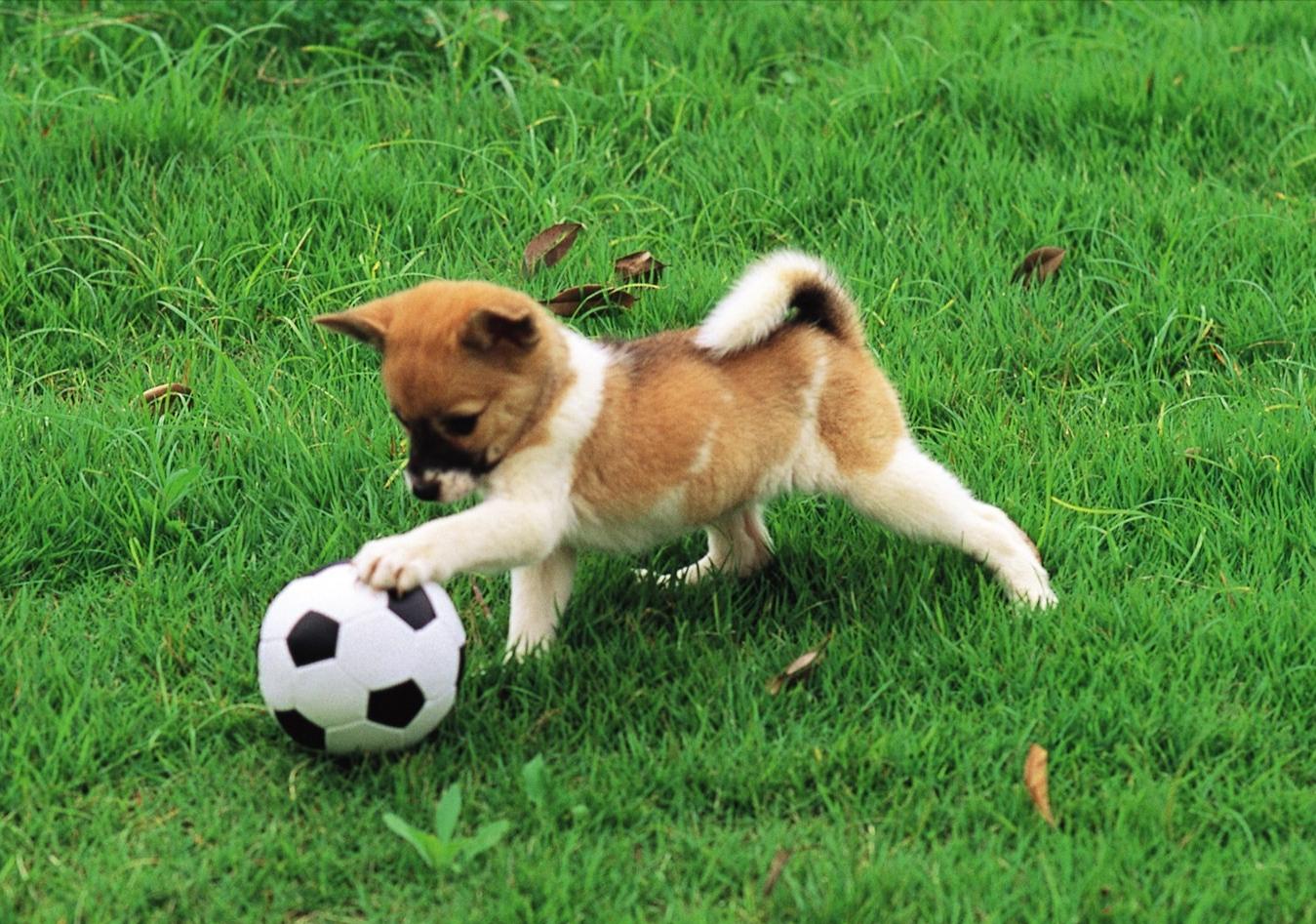 怎么养幼犬狗,幼犬好养还是成年狗好养
