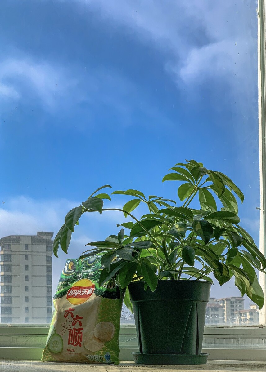 除甲醛净化空气盆栽,室内净化空气除甲醛最好养什么花