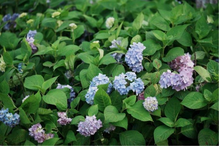 2022年618值得入手的视频双摄相机——A7M4推荐和分析