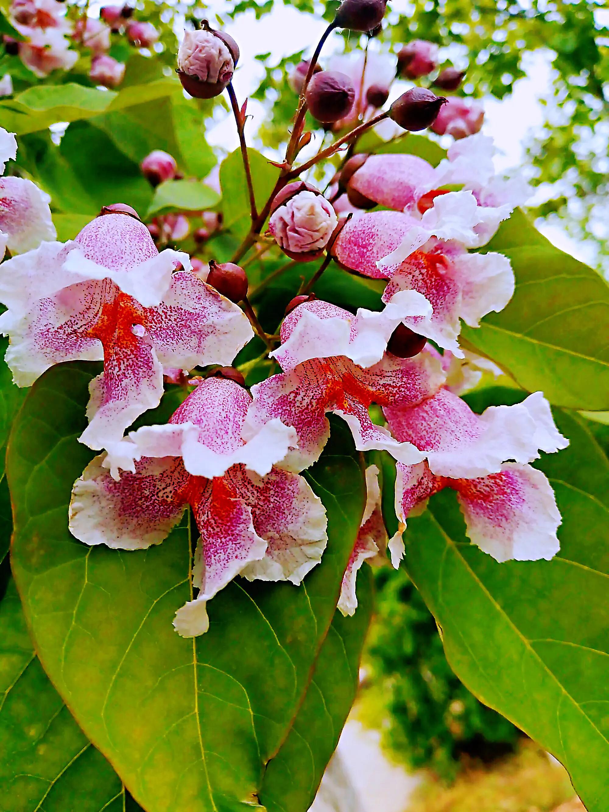 楸树林图片,楸树是古老的活化石树种