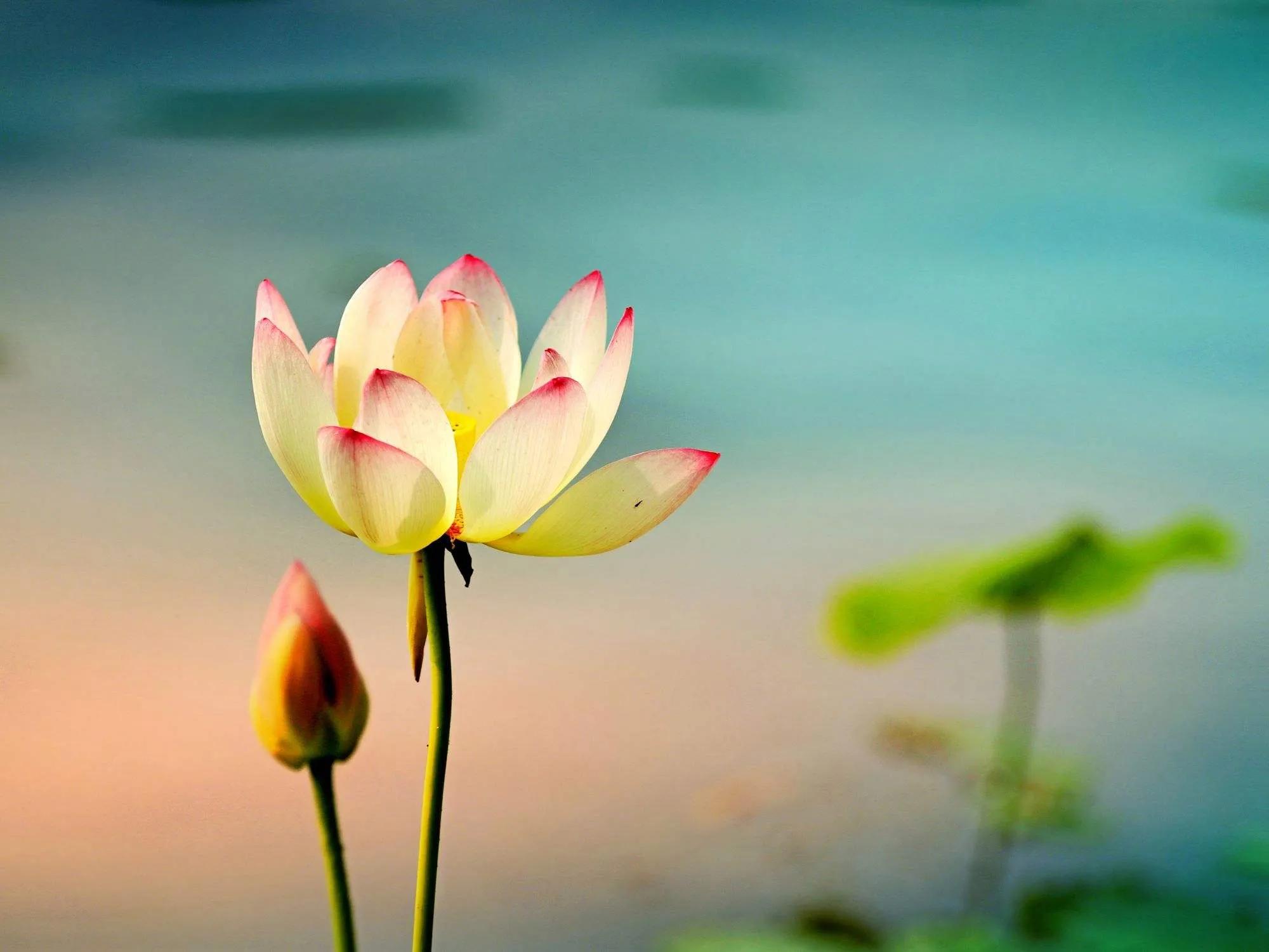 幽静雅丽的荷花