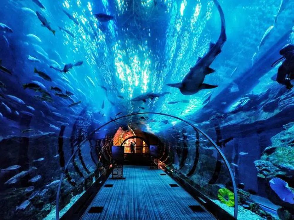 欧乐堡海洋极地公园攻略,欧乐堡最全游玩攻略请收好