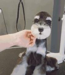 最值得被饲养的7种狗好养又不贵,便宜好养的6种狗经济实惠又可爱