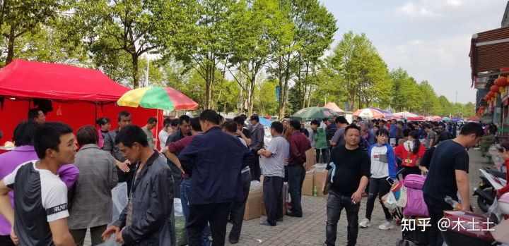 太平猴魁为什么这么贵,太平猴魁1915价格