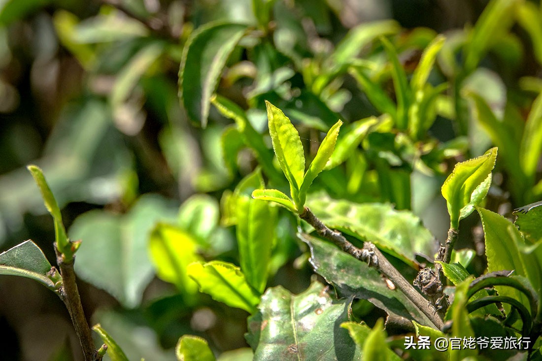 武汉黄陂茶谷风景区,武汉市黄陂区后花园