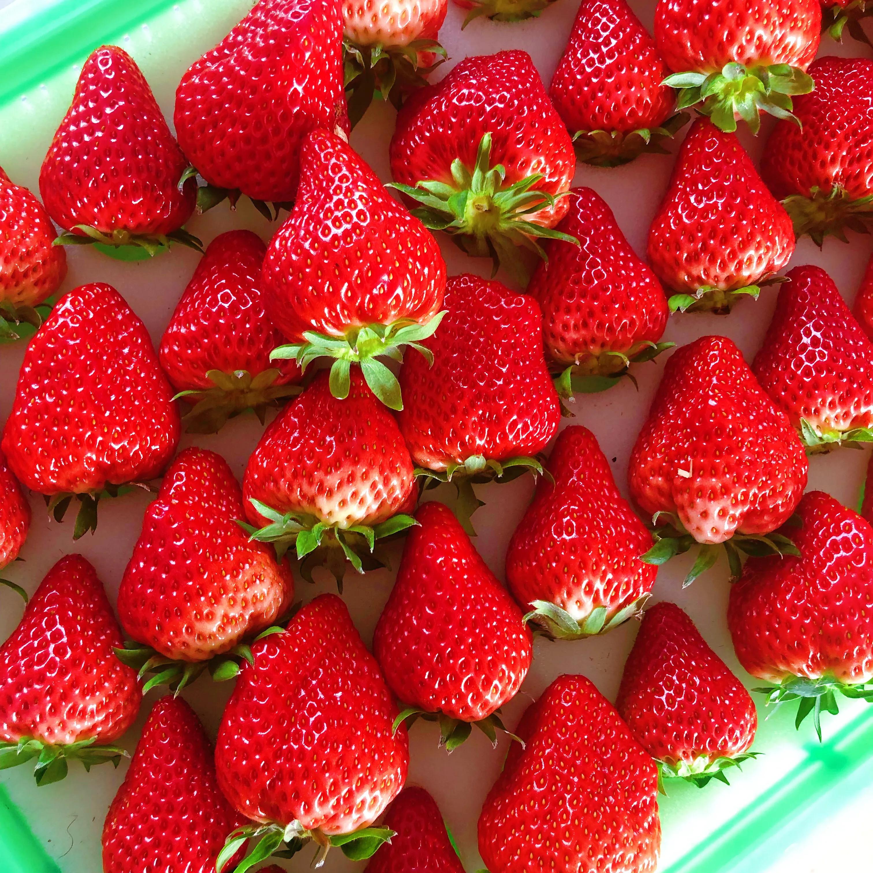 一斤丹东99草莓有多少个,丹东99草莓适合哪里种