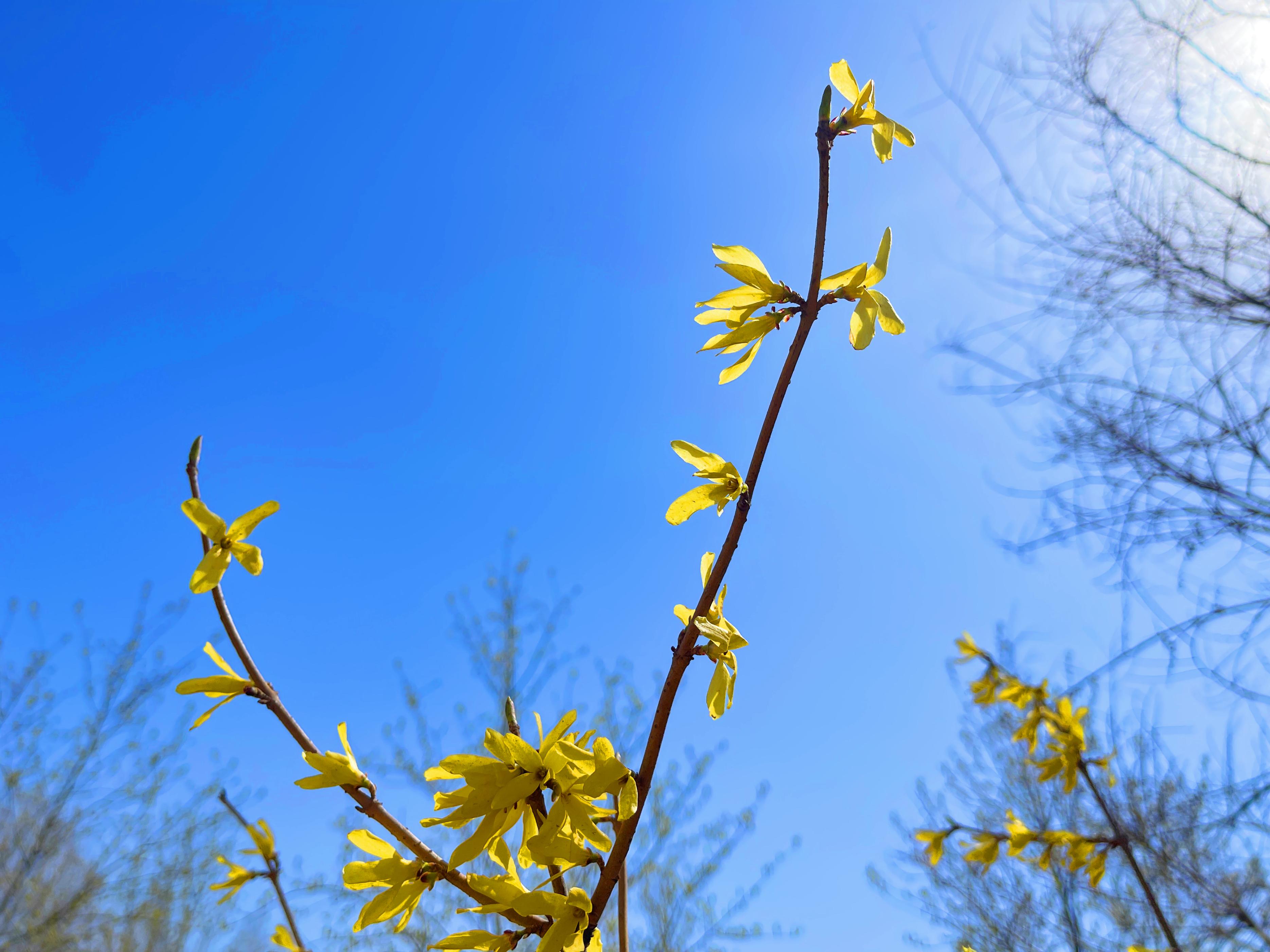 连翘花开万物复苏春意浓,连翘花开春意浓