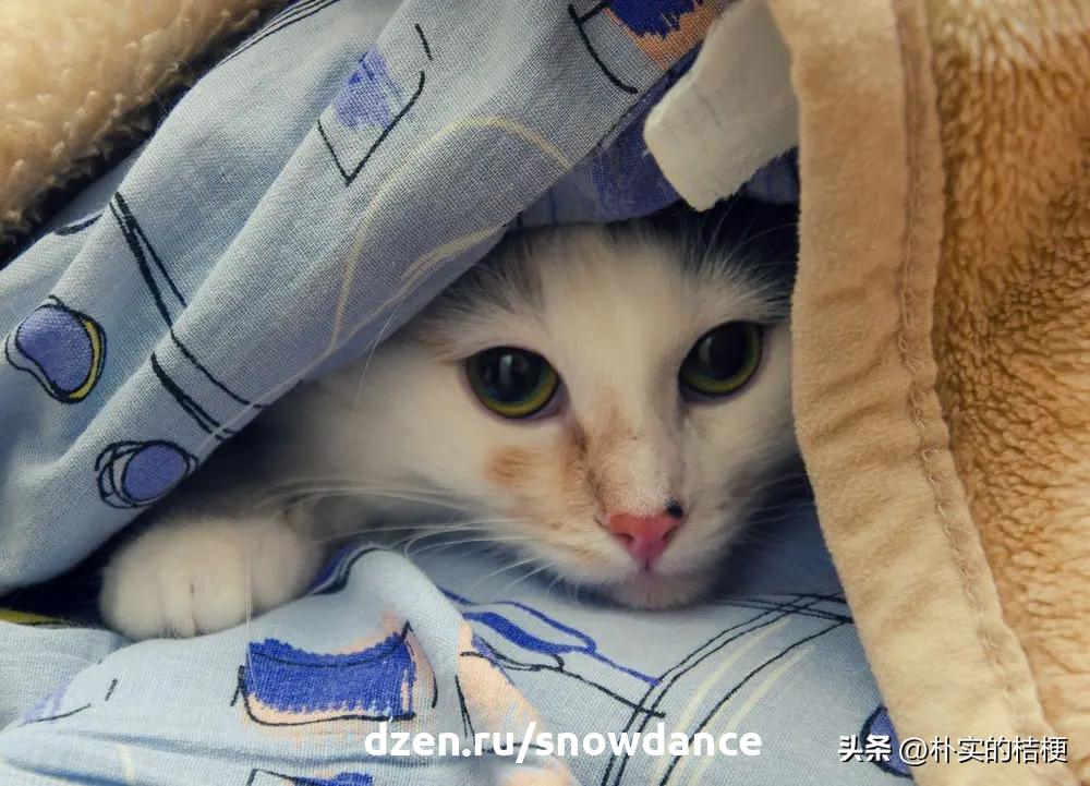 恐惧猫,猫恐惧的声音