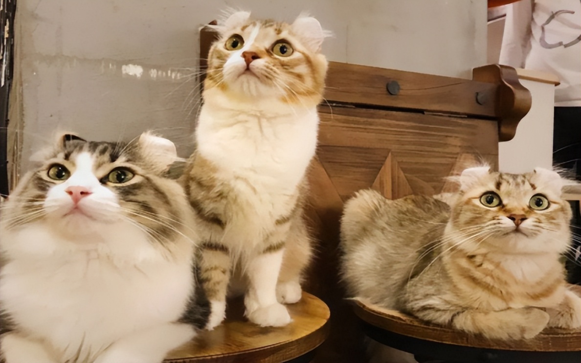 新猫来家原住民会不高兴吗,新猫到家怎么守护原住民