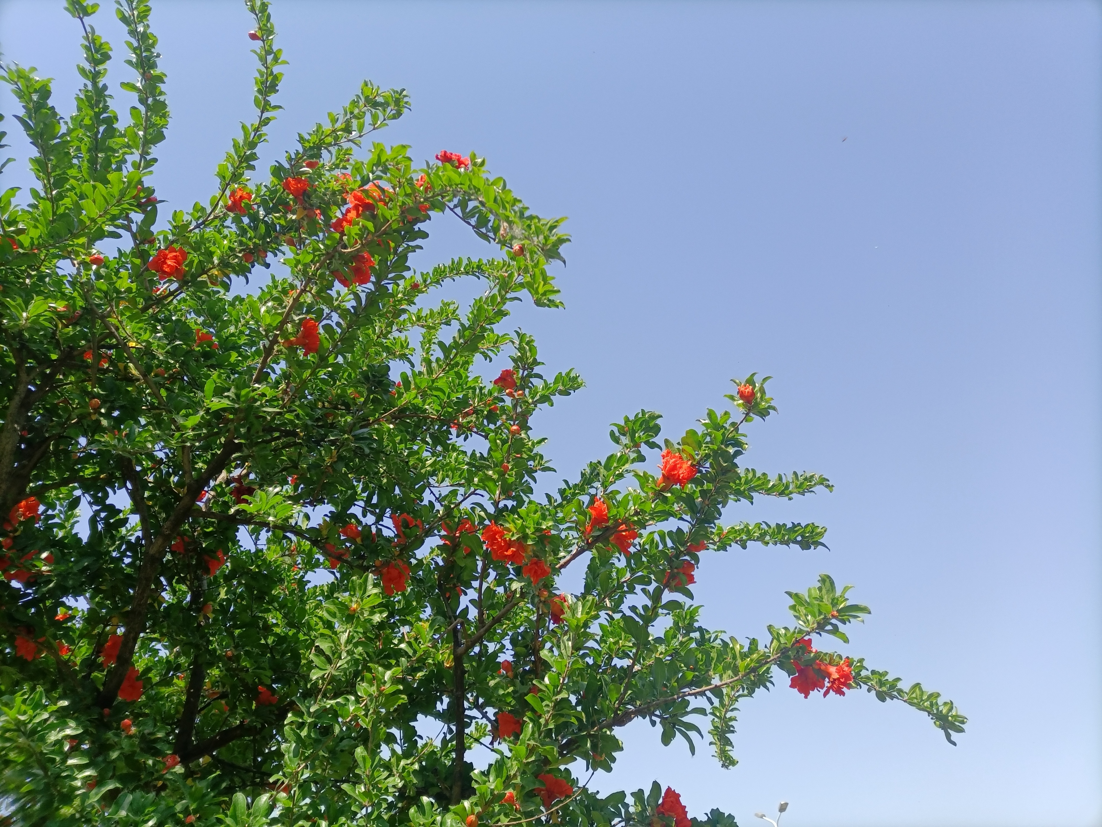 五月石榴花开的唯美诗句,关于石榴花的美文和诗句