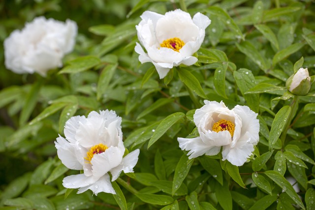 大姨妈来了能肛检吗,大姨