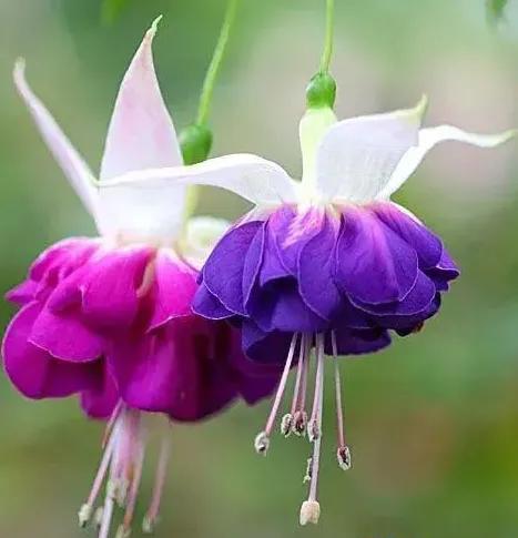 各种形态的花卉,30多种奇异的鲜花供你欣赏收藏