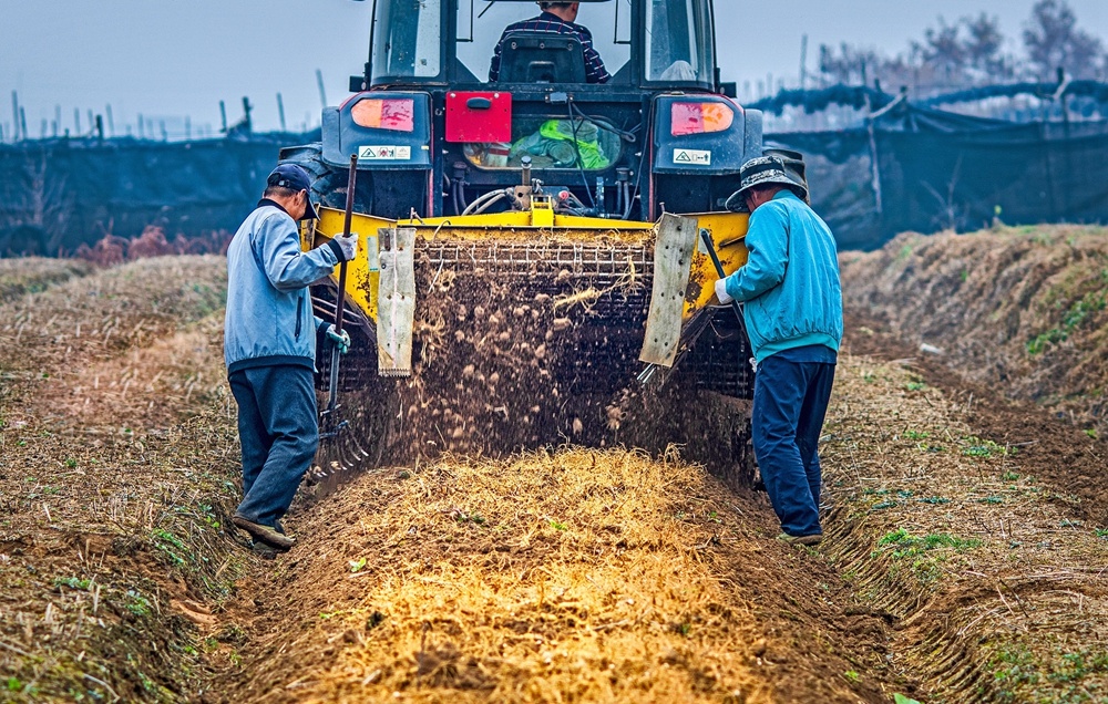 进口正品西洋参500克多少钱,进口西洋参与国产参的差别