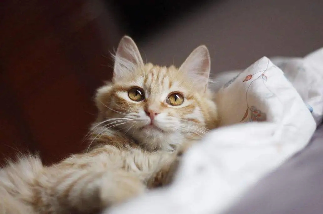 新手养猫vs养猫六年,新手养猫和老手养猫清洁耳朵