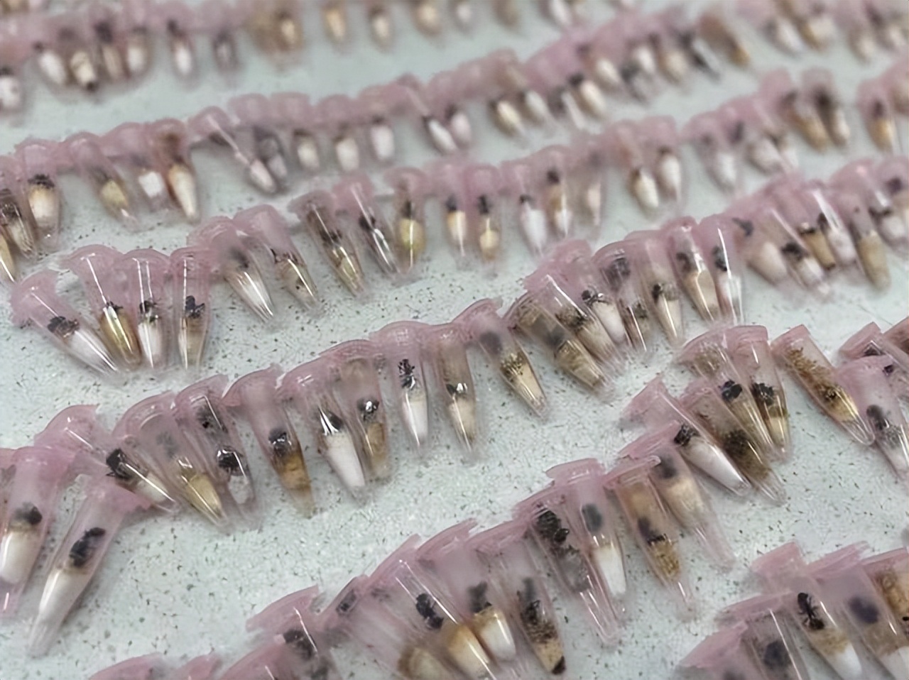 海关截获活体蚂蚁拿来干嘛,为什么海关经常查到活体蚂蚁