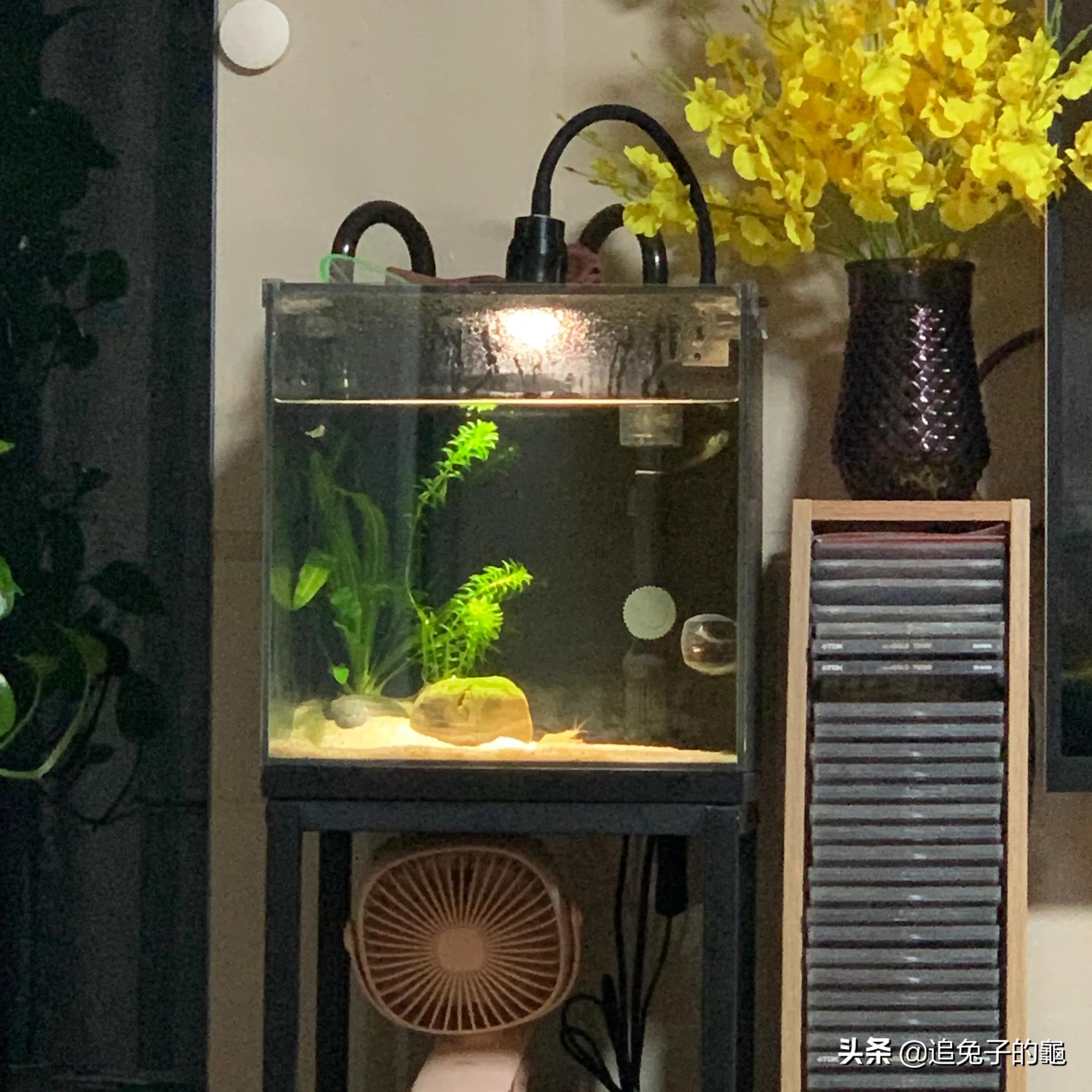 养鱼大坑,养鱼坑必须是万丈深渊