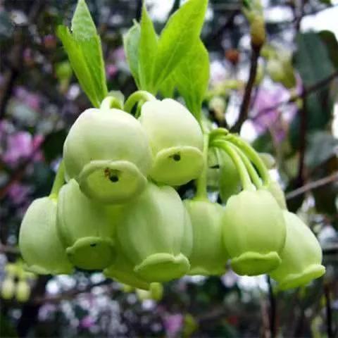 美丽的花倒挂金钟,美丽的倒挂金钟花图片