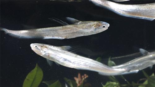 天价刀鱼,天价刀鱼怎么做