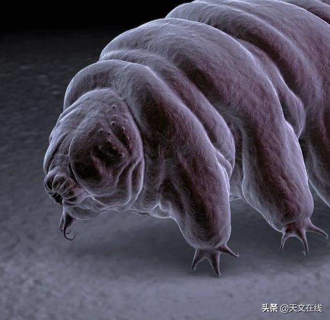 最有可能是外星生物的动物,什么物种是外星物种