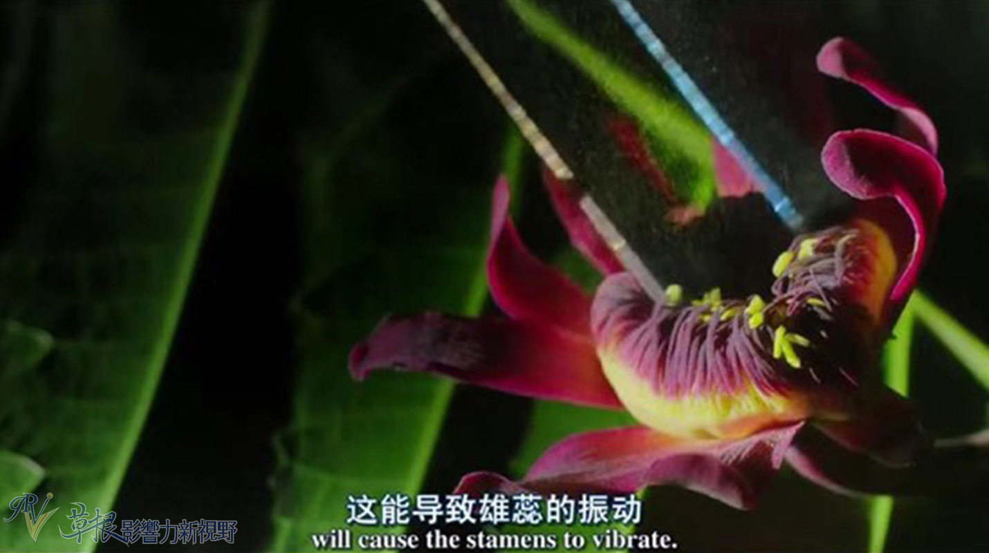 植物比动物厉害,动植物的繁衍方式