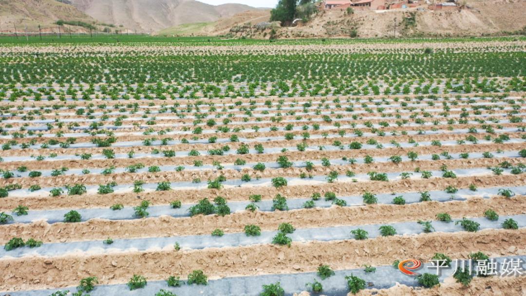 高水平农业合作助力乡村振兴,朔州市发展特色农业助力乡村振兴